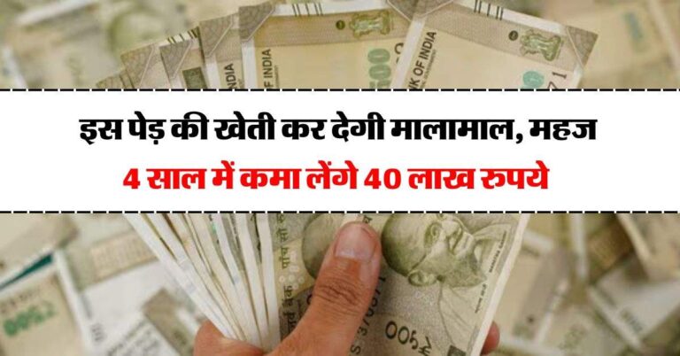 Business Idea : इस पेड़ की खेती कर देगी मालामाल, महज 4 साल में कमा लेंगे 40 लाख रुपये