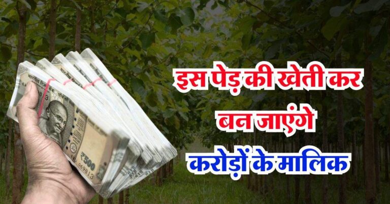 Tree Farming Business : इस पेड़ की खेती कर बन जाएंगे करोड़ों के मालिक, बस ध्यान रखें ये कुछ बातें