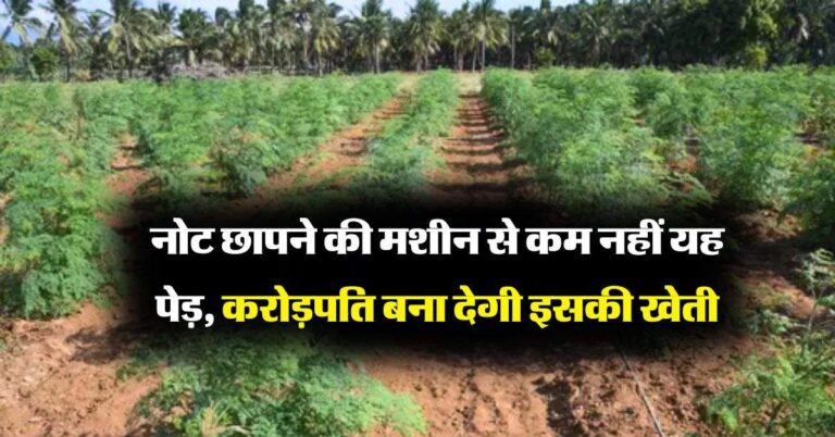 Tree Farming : नोट छापने की मशीन से कम नहीं यह पेड़, करोड़पति बना देगी इसकी खेती