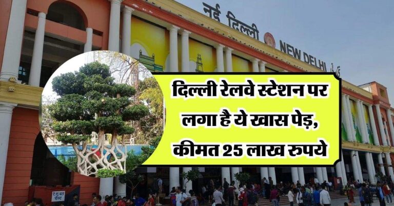 New Delhi Railway Station: दिल्ली रेलवे स्टेशन पर लगा है ये खास पेड़, कीमत 25 लाख रुपये