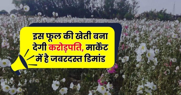 Business Idea: इस फूल की खेती बना देगी करोड़पति, मार्केट में है जबरदस्त डिमांड
