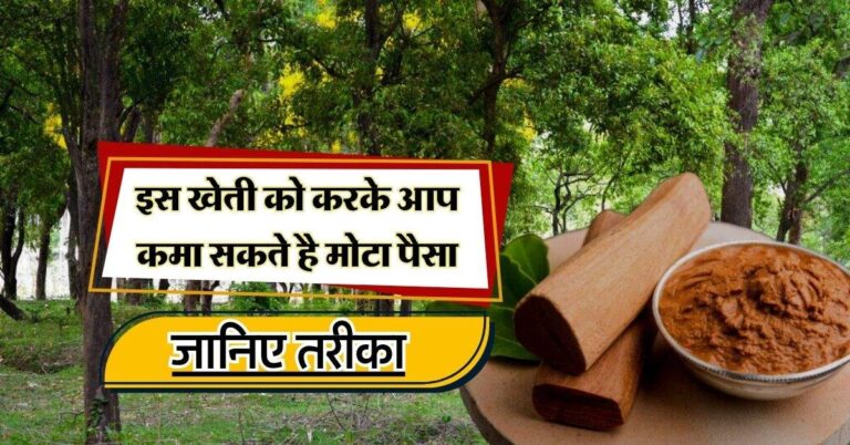 business idea : इस खेती को करके आप कमा सकते है मोटा पैसा, जानिए तरीका