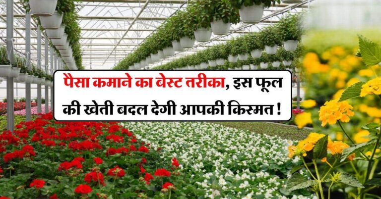 how we earn money : पैसा कमाने का बेस्ट तरीका, इस फूल की खेती बदल देगी आपकी किस्मत!
